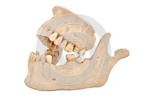 Model of human jaw