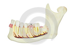 Model human jawbone with teeth isolated on white background