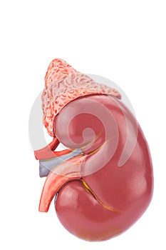 Model human kidney outside