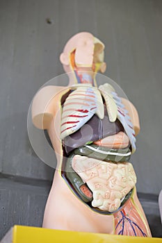 Model of human torso