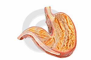 Model inside of human stomach on white background