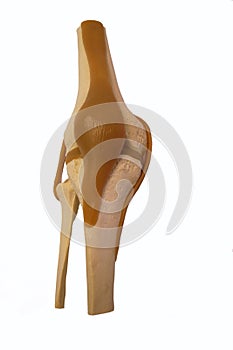 Model knee