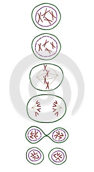 Model of mitosis Phases. Cell division. An example of plasticine photo