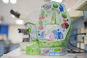 Model of plant cell in laboratory for education