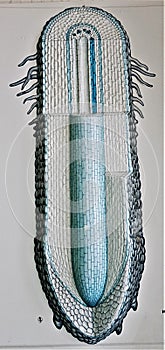 Model of plant root anatomy structure in botanical laboratory