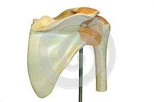 Model shoulder joint