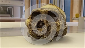 Model skull of Australopithecus africanus in a laboratory