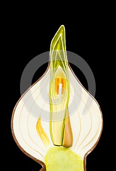 Model of sprouting onion on black background
