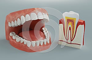 Model of Teeth for teaching oral hygiene. Human jaw model. 3d rendering