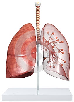 Model Of A Transparent Human Lungs With Trachea, Broncia and Alveoli. 3D illustration