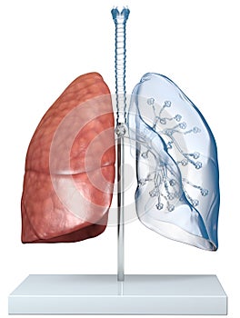 Model Of Transparent Human Lungs With Trachea, Broncia and Alveoli. 3D illustration