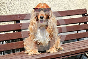 Moder dog with sunglasses