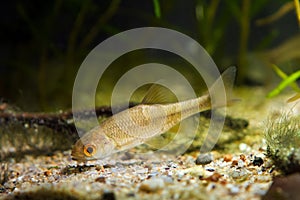 Moderate freshwater fish sunbleak, Leucaspius delineatus, searches for food near gravel bottom in biotope aquarium
