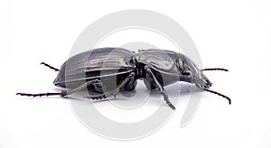 Moderately sulcate warrior beetle - Pasimachus subsulcatus - a species of large warrior beetle found in north Florida. isolated