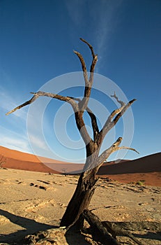 Modern abstract dead tree