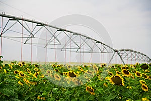 Modern agricultural irrigation system spraying in corn field