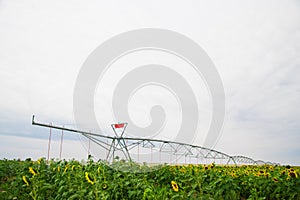 Modern agricultural irrigation system spraying in corn field