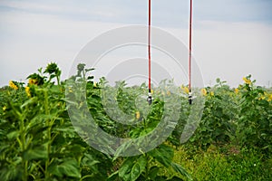 Modern agricultural irrigation system spraying in corn field