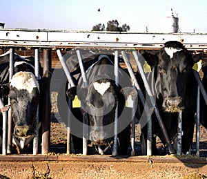 Modern agriculture photo with cows on farm
