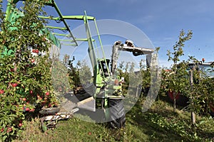 Modern apple harvest with a harvesting machine on a plantation with fruit trees