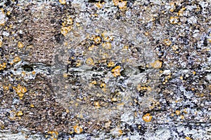 Modern art in nature. Natural lichen organisms on concrete wall.