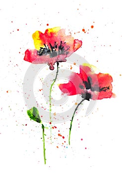 Modern art of poppy flowers, watercolor illustrator