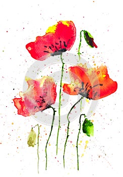 Modern art of poppy flowers, watercolor illustrator