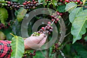 Modern Asian farmer using digital tablet and checking ripe coffee beans at coffee plantation. Modern technology application in