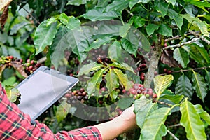 Modern Asian farmer using digital tablet and checking ripe coffee beans at coffee plantation. Modern technology application in