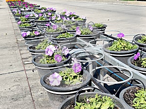 Modern auto drip irrigation system