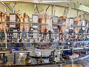 modern automatic dairy milking parlor with cow.
