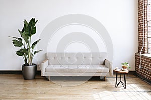 Modern beige fabric couch and plant in living room