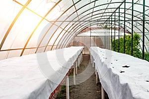 Modern big plastic greenhouse interior with empty flowerbed covered by white mulching cloth fabric with cell holes for plants