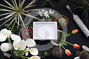 Picture frame mockup. Cactus, succulent plants, tulips, and decorative rocks. View from above
