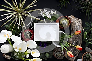 Picture frame mockup. Cactus, succulent plants, tulips, and decorative rocks. View from above