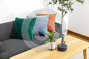 Modern Blue, green, and orange pillow on sofa in living room with olive tree in plant pot.