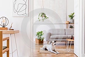 Modern boho interior of living room at cozy apartment with grey sofa and cute dog.