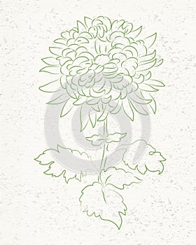 Modern Botanical Illustrations  Perfect for any creative project; stationery, wedding invitations, cards, logos, branding, posters