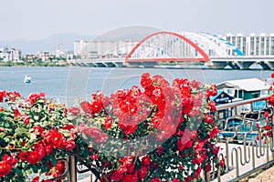 Modern bridge and apartment with red flower on riverside park in Chuncheon, Korea