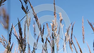 Modern Brown Grass at Wind Background. Architectural Background. Grass Blowing On Nature Autumn Field