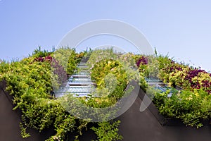 Modern building with greens on facade. Biophilic living, vertical garden, exterior decorated with plants