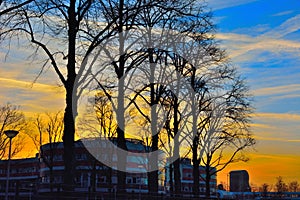 Modern building and silhouttes of trees