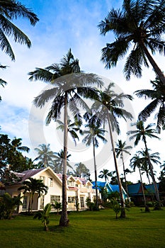 Modern bungalows and palms