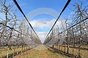 Modern cherry orchard in early spring