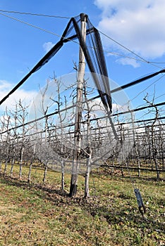 Modern cherry orchard in early spring