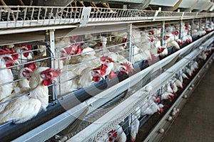 Modern chicken farm for the breeding of white chickens and eggs, multi-level conveyor, indoor, copy space