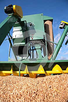 Modern combine with grains