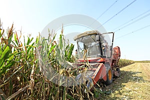 Modern combine harvester is harvesting cultivated ripe corn crop