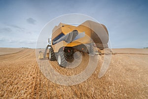 Modern combine harvester on a wheat field harvest.