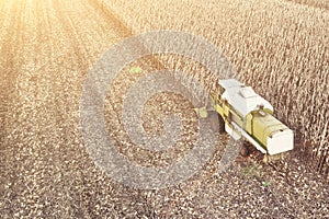 A modern combine harvester works in a corn field. View from the drone. Copy space
